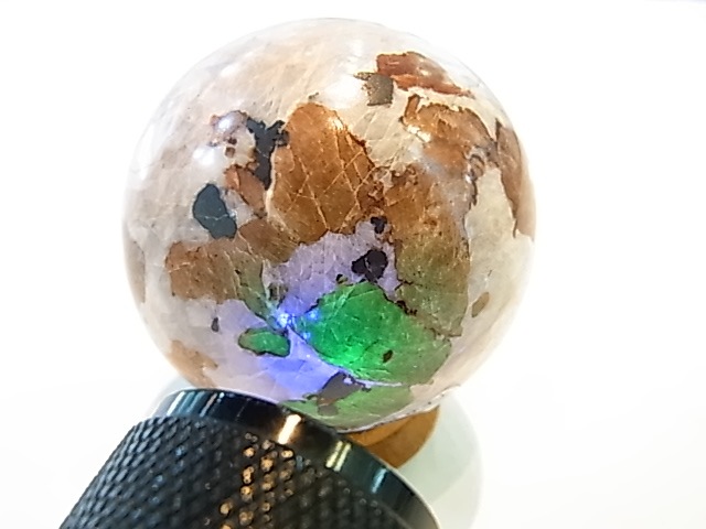 �ڥ������оݳ��ۡ�PAJ0009F ������ޥ��ȡʥ˥塼���㡼�������ˡ��ݶ�