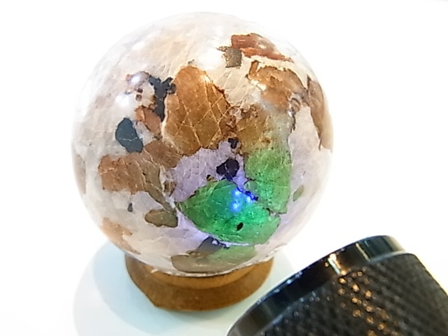 �ڥ������оݳ��ۡ�PAJ0009F ������ޥ��ȡʥ˥塼���㡼�������ˡ��ݶ�