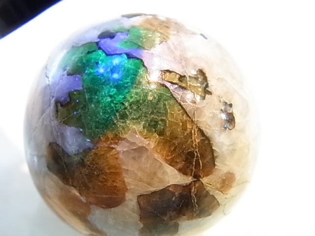 �ڥ������оݳ��ۡ�PAJ0009F ������ޥ��ȡʥ˥塼���㡼�������ˡ��ݶ�