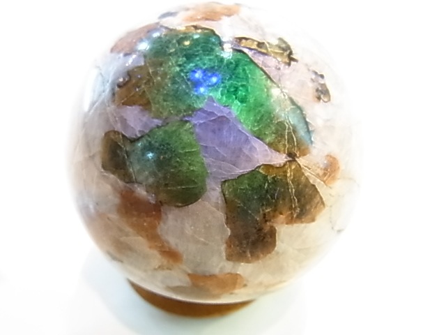 �ڥ������оݳ��ۡ�PAJ0009F ������ޥ��ȡʥ˥塼���㡼�������ˡ��ݶ�