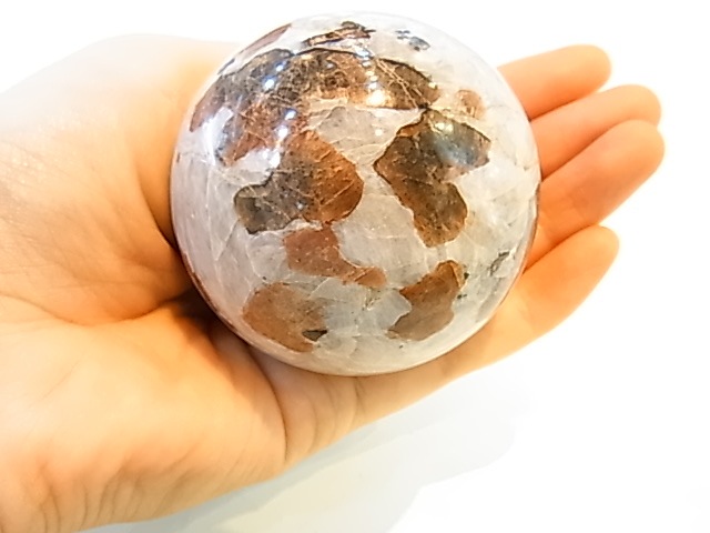 �ڥ������оݳ��ۡ�PAJ0009F ������ޥ��ȡʥ˥塼���㡼�������ˡ��ݶ�