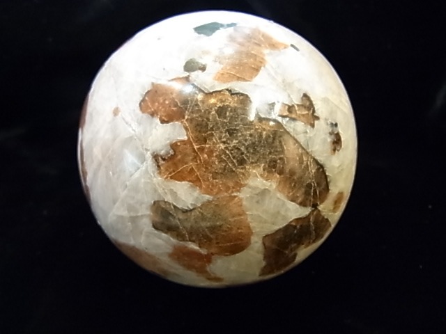 �ڥ������оݳ��ۡ�PAJ0009F ������ޥ��ȡʥ˥塼���㡼�������ˡ��ݶ�