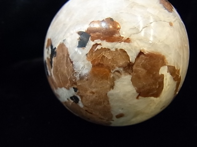 �ڥ������оݳ��ۡ�PAJ0009F ������ޥ��ȡʥ˥塼���㡼�������ˡ��ݶ�