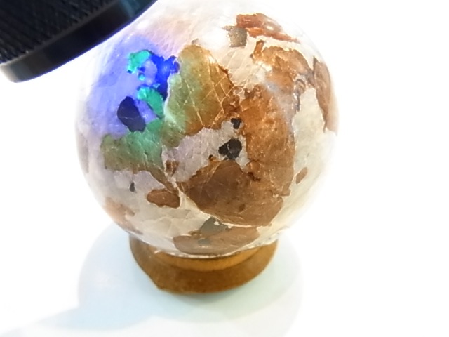 �ڥ������оݳ��ۡ�PAJ0009F ������ޥ��ȡʥ˥塼���㡼�������ˡ��ݶ�