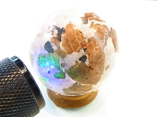 �ڥ������оݳ��ۡ�PAJ0009F ������ޥ��ȡʥ˥塼���㡼�������ˡ��ݶ�