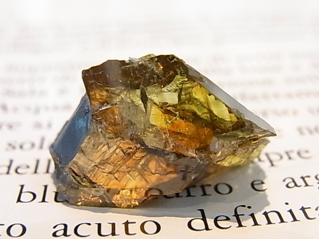 K00269F ե饤ȡСڴС(֥륬ꥢ)