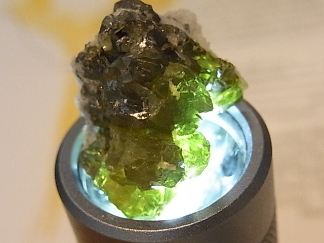 ��K00273F ���ե���饤�ȡ����С��ڴ����С�(�֥륬�ꥢ��)