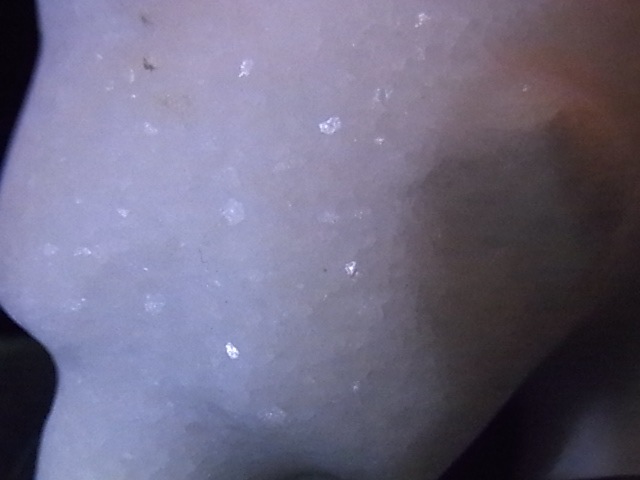 CKM0008F���򥯥ޤ��������С���ʪ����