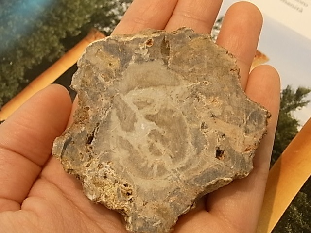 GK00085F  �ڥȥ�ե����ɥ��å� ���饤�����åȸ���(���꥾�ʻ�)���ڴ����Сۡ�