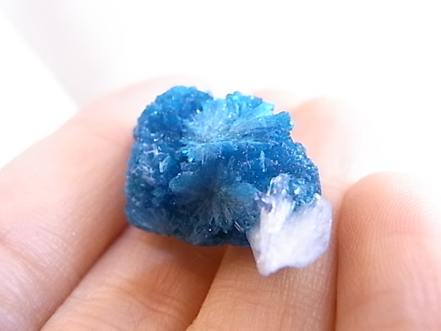 BU0126F ���Х󥵥��ȸ��С�����ɻ�