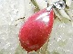 PM0081 �ڹ��ʼ��ۥ����ɥʥ��� �ڥ����ȥإå�