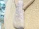 PK00241F �����ƥޥ��ǿ顡(��٥����)�ڥ����ȥإåɡ��ڴ����С�