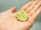 CMM0055�ڵ������С� �٥��ӥ��ʥ���