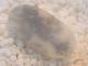 BU00417F �ǥ�ɥ���å���������