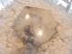 BU00419F �ǥ�ɥ���å���������