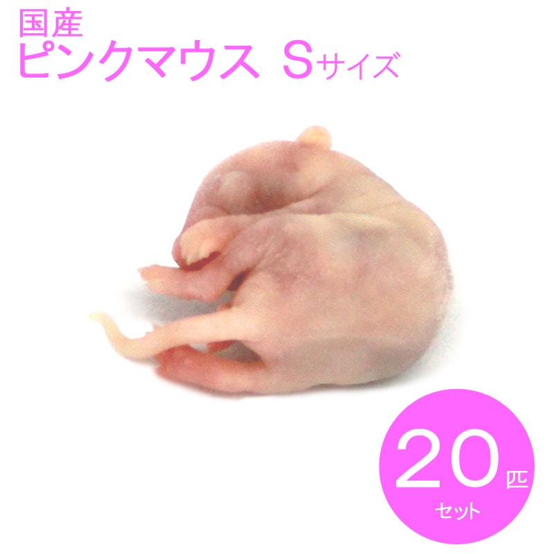 冷凍マウス ピンクマウス S 20匹 国産 SAfarm | 冷凍マウス 冷凍マウス ピンクマウス S 20匹 国産 SAfarm | 冷凍マウス