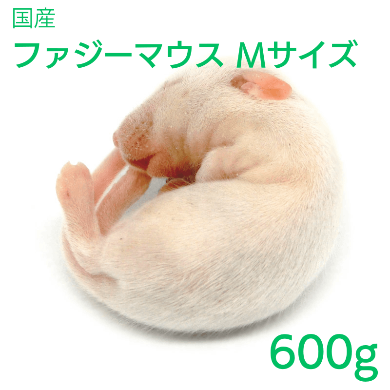 国産 冷凍マウス ファジー 100匹 (地域限定送料無料) 【公式通販】