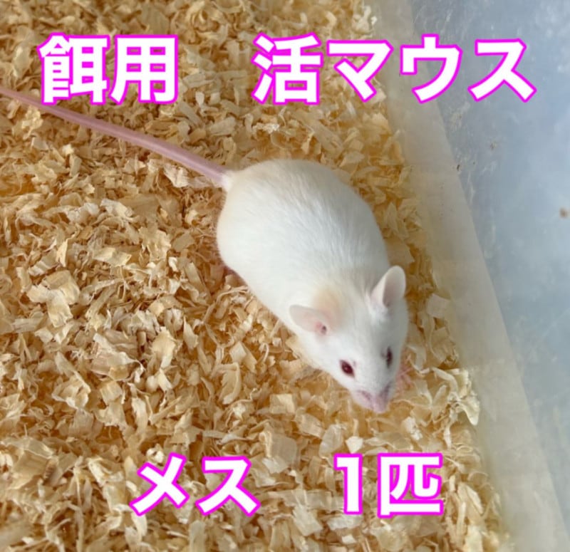 【O-1160】飼育棚 ネズミ マウス ラット 爬虫類 エサ 活餌】国産活マウス メス 1匹（一部地域のみ発送） | 活餌