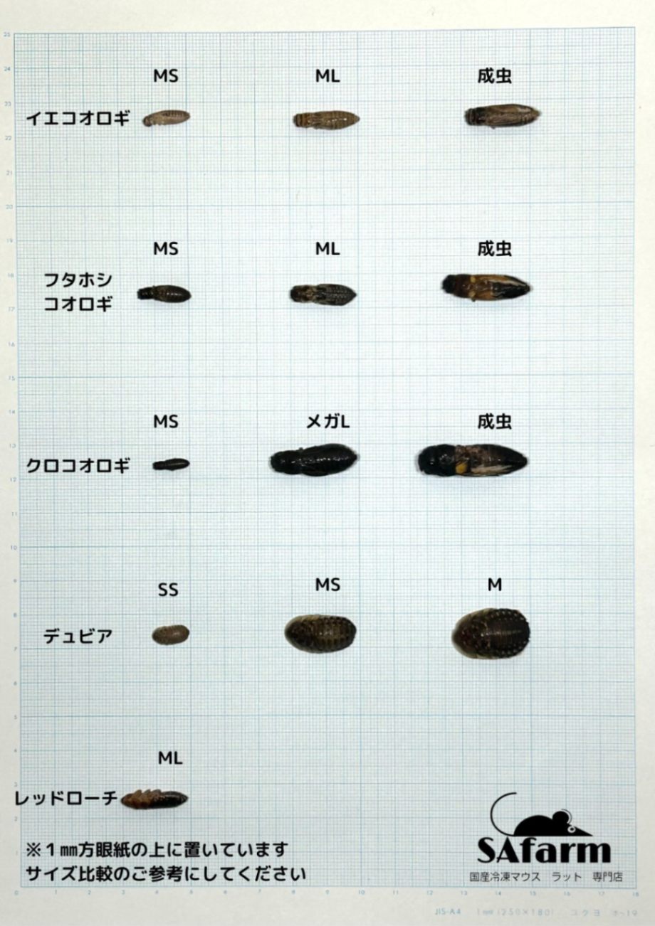 冷凍デュビア M 約250匹入り | 冷凍昆虫 | SAfarm 国産冷凍