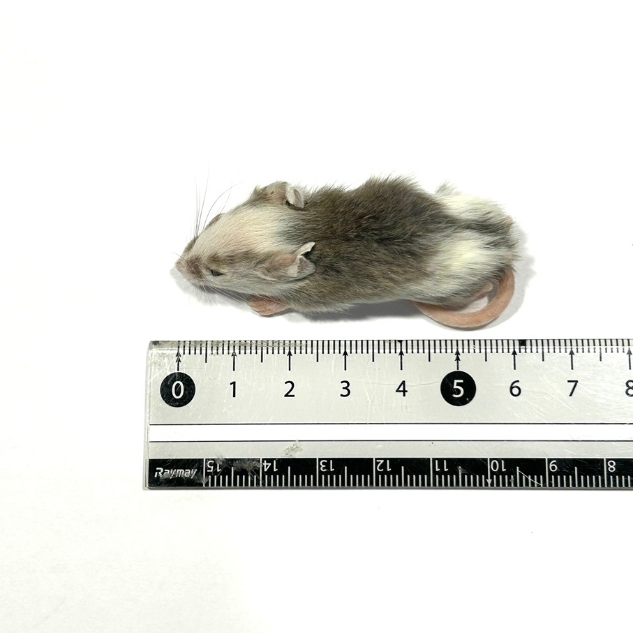 �����沈 �ե����� 5ɤ �� SAfarm