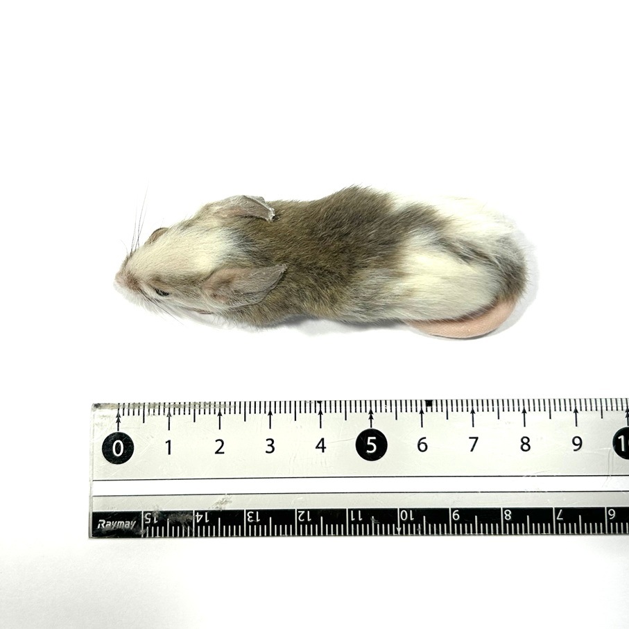 �����沈 �ۥåѡ�M 5ɤ �� SAfarm