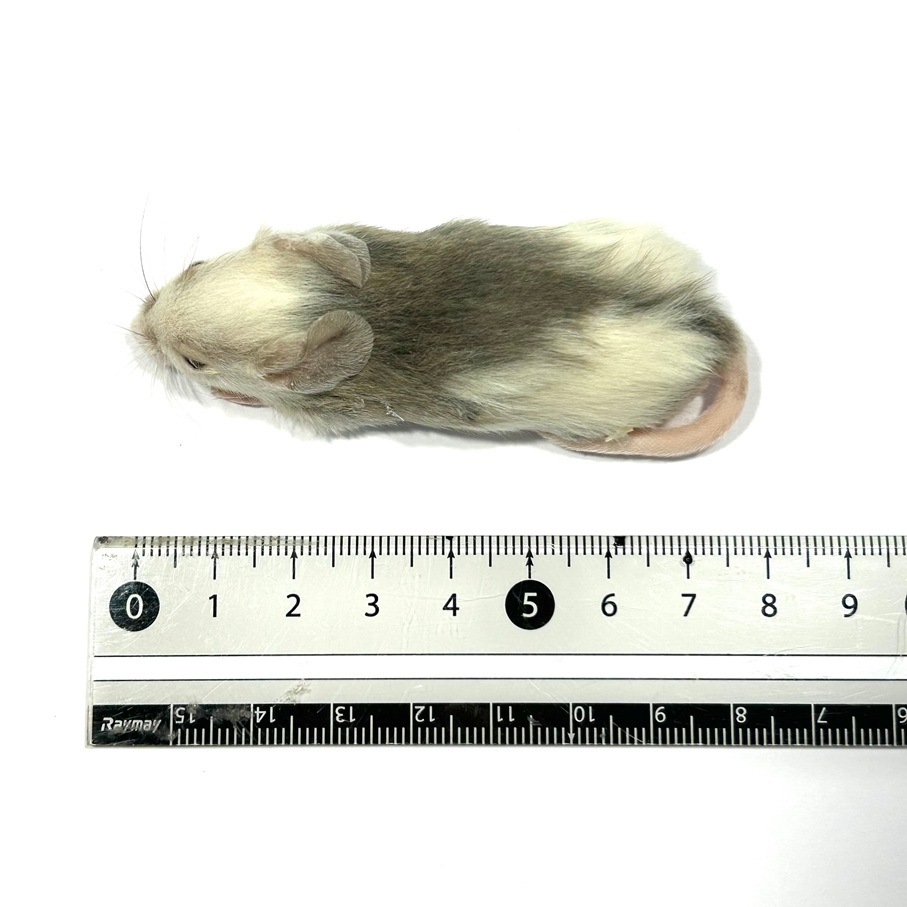 �����沈 �ۥåѡ�L 5ɤ �� SAfarm