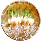 はねにんにく50個入り
