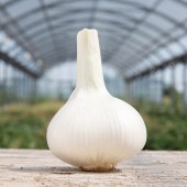 吉野ガーリックM