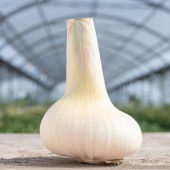 吉野ガーリックLL