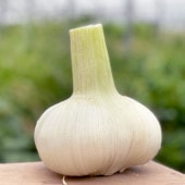 吉野ガーリックBIGサイズ