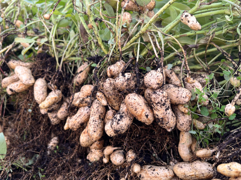 【越谷いちごみらい園】旨っ花生 【冷凍】塩茹で落花生250g×2袋セット（送料込）