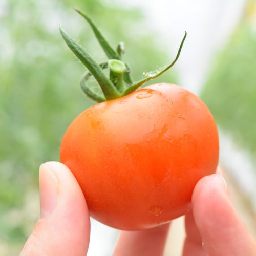 【@FARM】トマトジュース飲み比べセット(送料込)