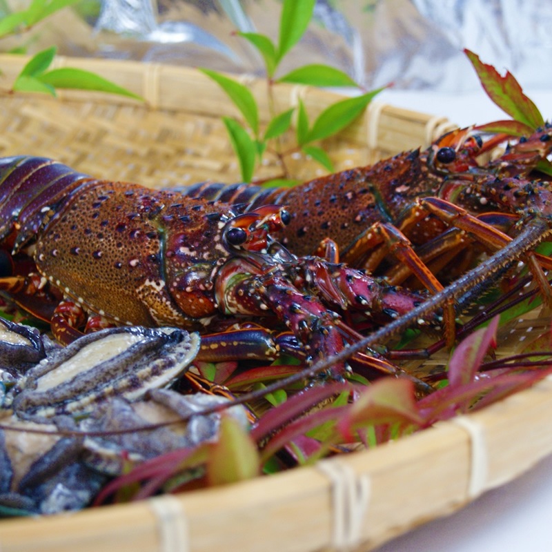 伊勢海老 （中）