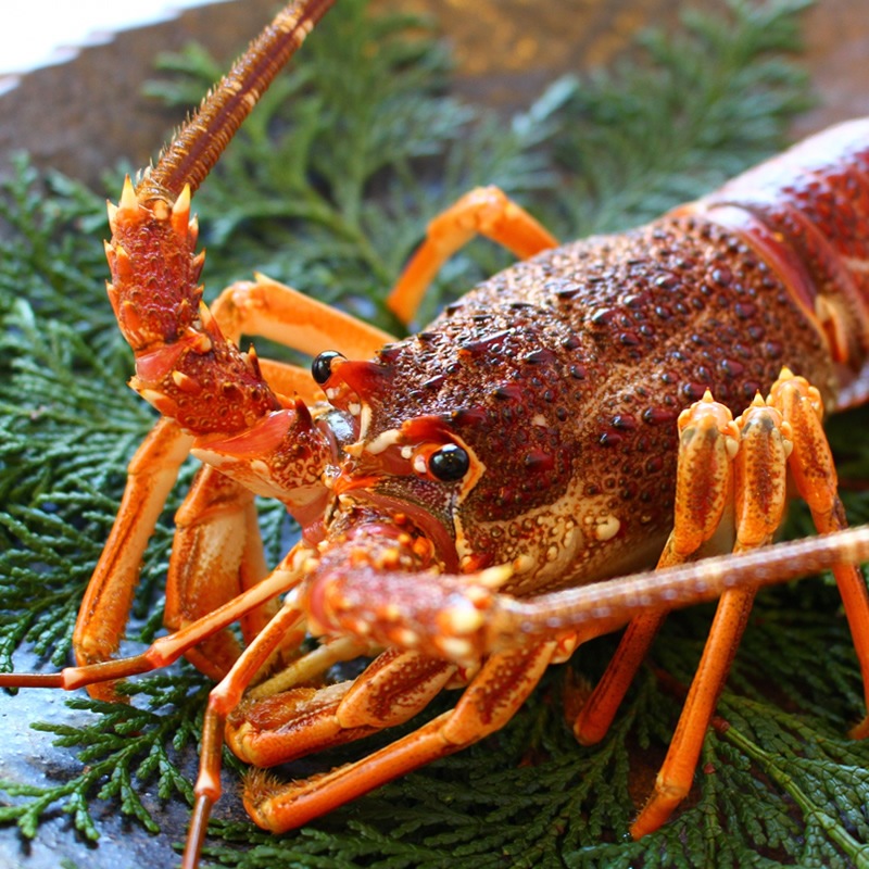 伊勢海老 （大）