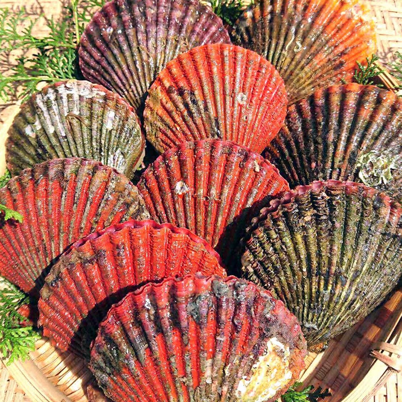 ひおうぎ貝 | 貝類 | さじべ屋オンラインショップ