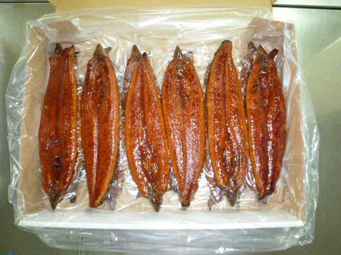 鹿児島県産（大隅淡水） 蒲焼うなぎ 10kg/50尾サイズ