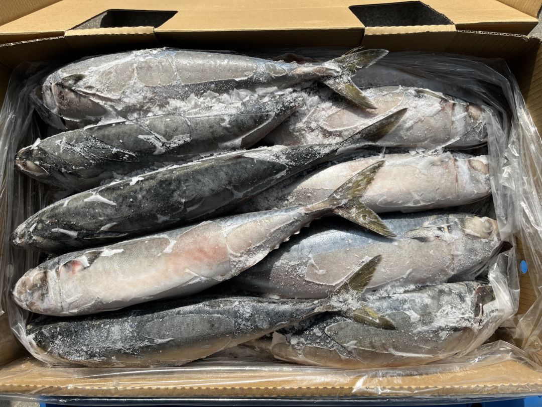 【長崎県産】冷凍サバ（18-20尾）