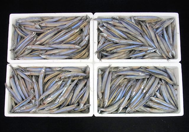 冷凍きびなご　14㎏（2kg×7）
