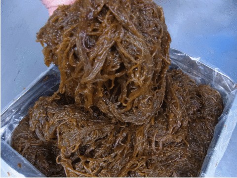 一斗缶　塩太もずく【18kg】
