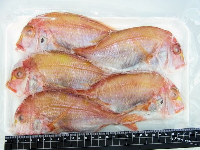 長崎産　連子鯛（5尾）
