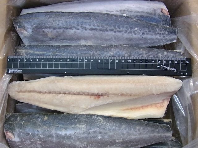 サゴシ〔サワラ〕フィーレ 4kg(20枚）