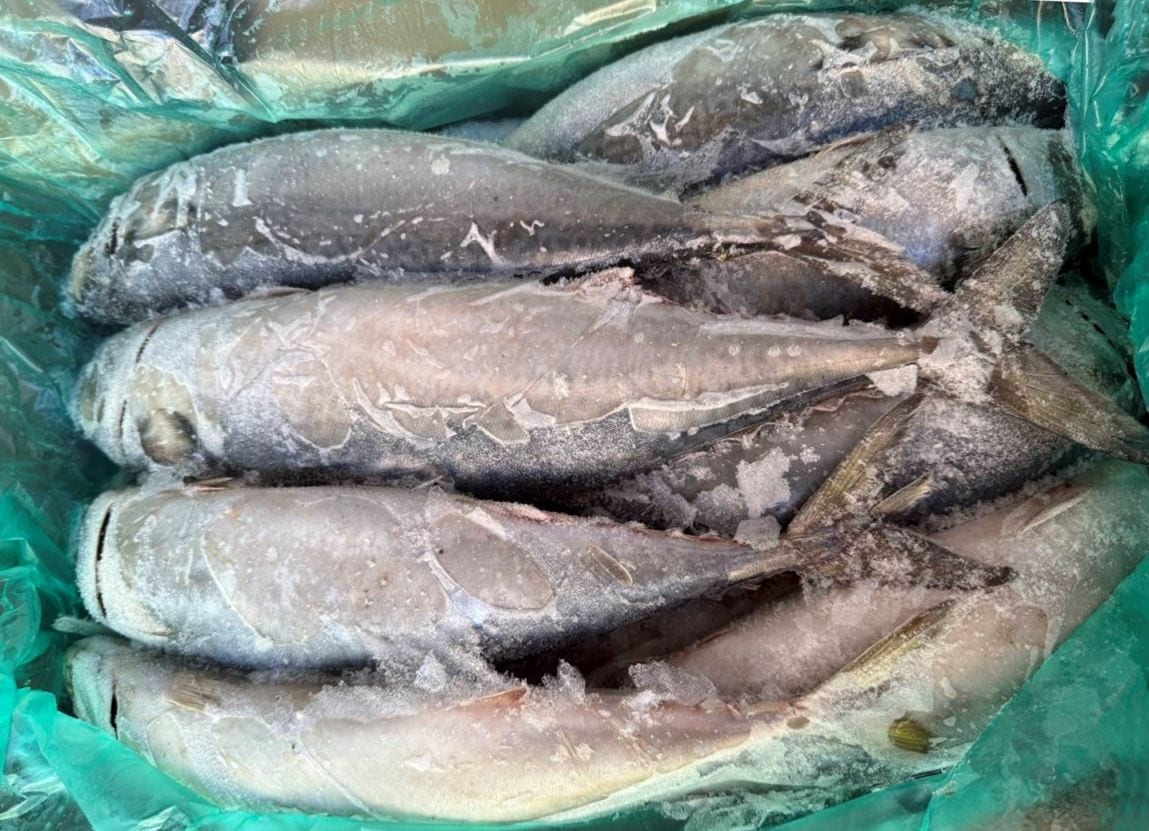 【済州島産】冷凍サバ (12kg/18尾) 〆鯖におすすめ