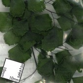 �礭���Ĥ��ա������硼�ե��������Ǻࡡ�Υ󥹥����롡125