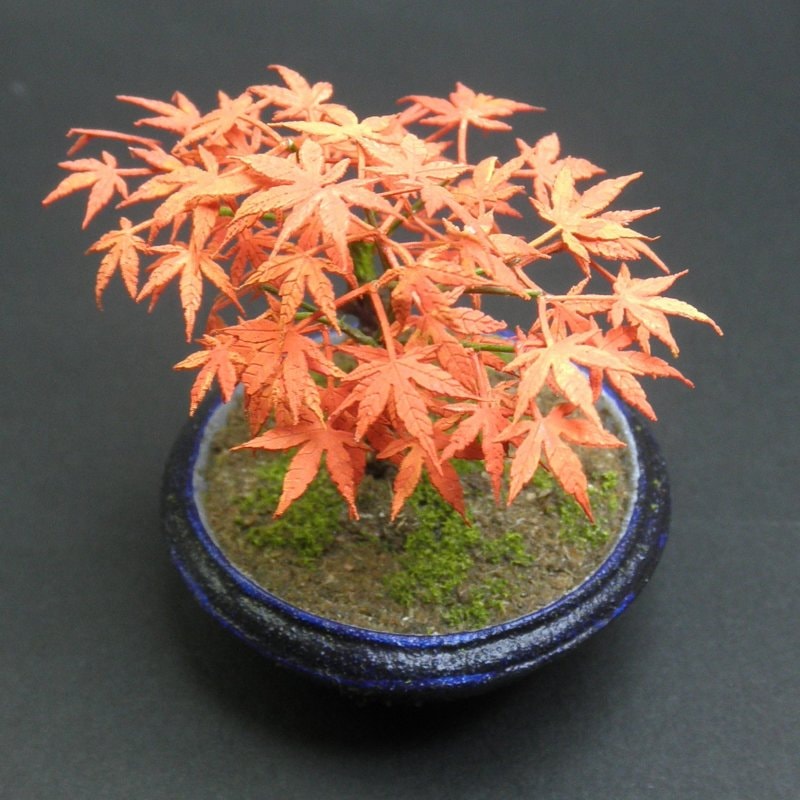 盆栽 もみじ ：和巧 素材 1/12 G-28 | 植物,樹木,人形14cm 1/12