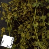 ��/���ڡ������硼�ե��������Ǻࡡ�Υ󥹥����롡129