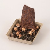 쥤ǤĤߥ˥奢ϤǤ뾮Ȫ5ޥĥܥҡ1/6롡å