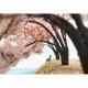 ���������ѡ���10cm��������BUNKO�������ʡ�HO(1/80)��SA4-A