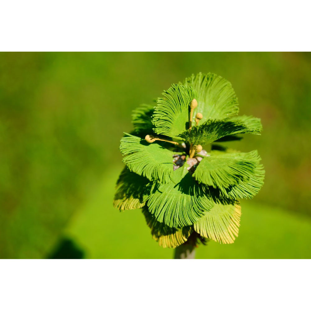 ���Ϸ��ۡ�45.�亮��ȥ�䥷MH��2�ܥ���ɥ١����դ���190mm�������꡼�󥢡��ȡ������ʡ�1/43��1010-2SB