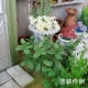 �ꥢ�륰�꡼��O����Ultrareal24����ʪɽ��3D̤�������åȡ�1/24��1015