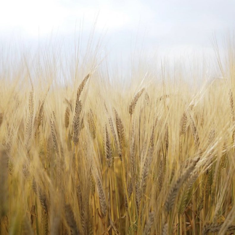 ���� ������ [720ml]